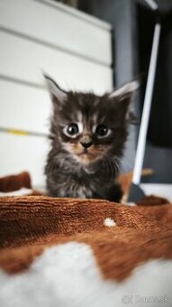 Mačička Maine coon , úhrada aj na časti