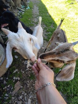 🐐 Na predaj – kozliatka, 5 mesiacov, krížence🐐