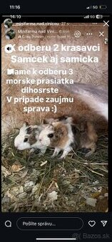 Morské prasiatka rôzneho druhu