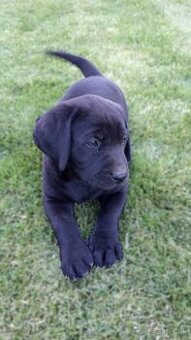 Šteniatka labradora