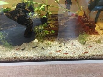 Mini krevetky neocaridina