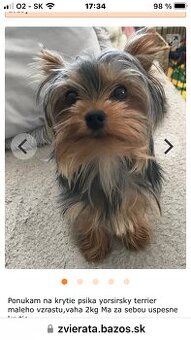 Yorkshirsky terier KRYTIE