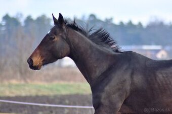 Predam mladú kobylu