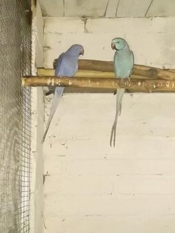 Alexandre malé-chovné páry