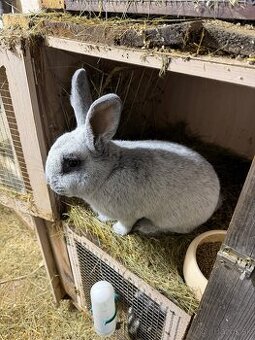 Veľký Svetlý Strieborný