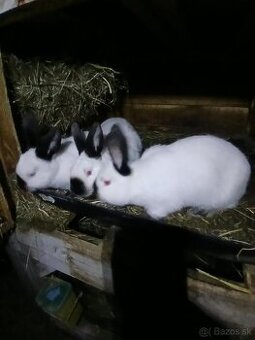 Králiky čistokrvné a krizence