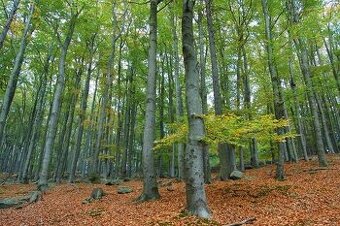 Predám svoj podiel lesov obec Hanková okres Rožňava