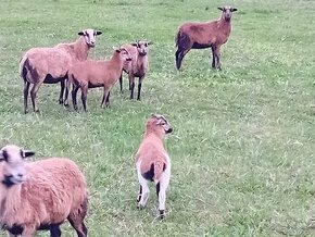 Baran kamerunskej ovce