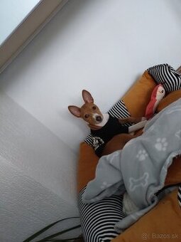 Basenji