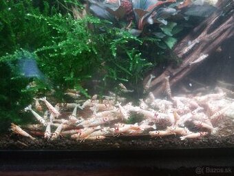 Predam krevetky Caridina