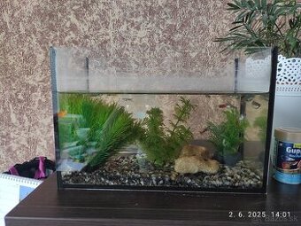 Akvarium s gupkami