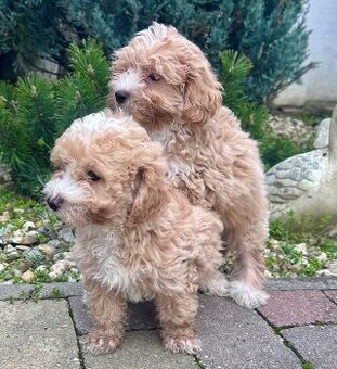 Maltipoo, pudel, maltezak