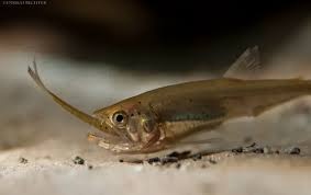 Hydrolycus armatus + import