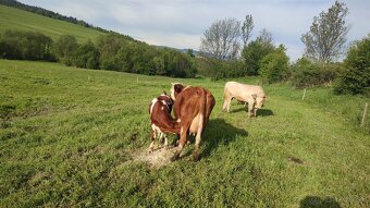 Teľna krava