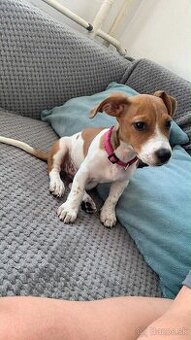 Jack Rasel terrier