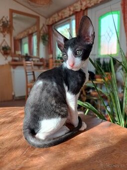 Cornish rex