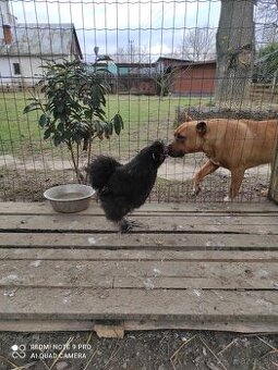 Araucana Hodvabnicka