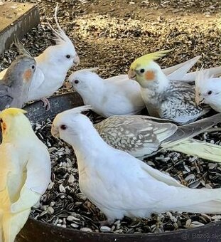 Korela, Papagáj horský