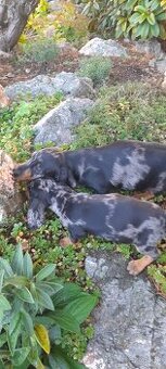 Jazvečík krátkosrstý merle