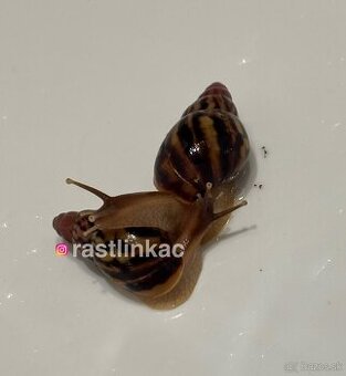 Mladé slimáky Lissachatina iredalei Zanzibar