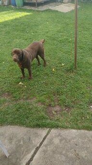 Čokoládovy labrador
