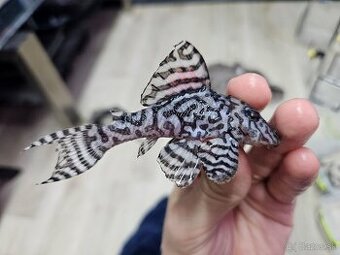 L 236 Super White - dospelá skupinka