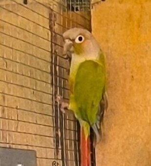 pyrura škorica  samička 0/1 DNA