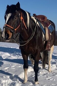 Pripúšťanie APH žrebcom