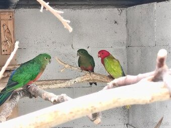 Papagáj kráľovský štep. žltá