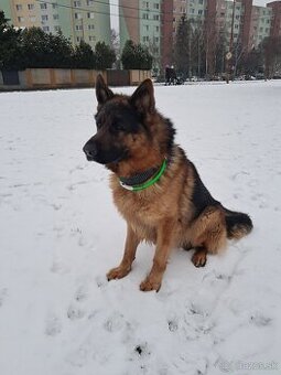 Nemecký ovčiak-krytie