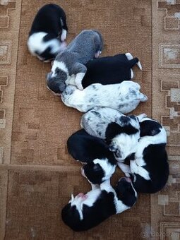 Border kólia šteniatka