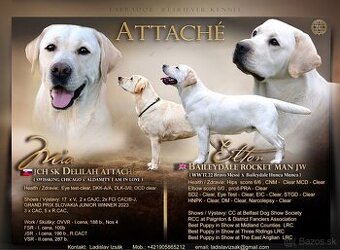 Labrador retriever s PP