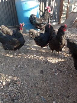 Násadové vajcia australorp