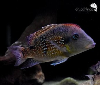 Geophagus sp. Alto sinu- odchov