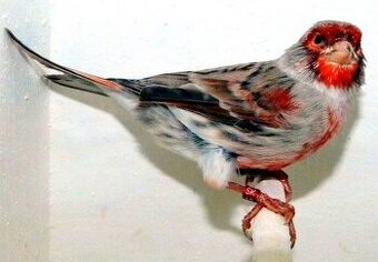 Kúpim - 1
