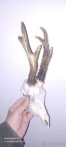 Trofej parohy parozie zhody rohy srnec