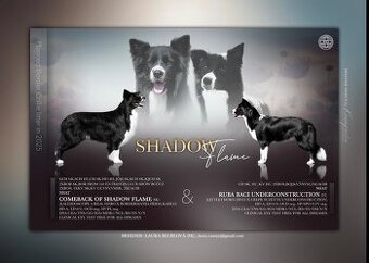 Border collie/Border kólia s preukazom o pôvode (PP)