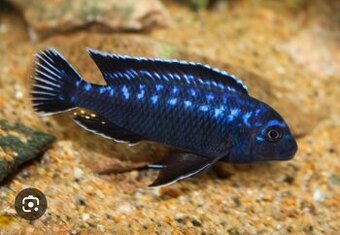 Cichlidy