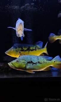 Cichla ocelinea