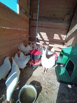 Leghorn