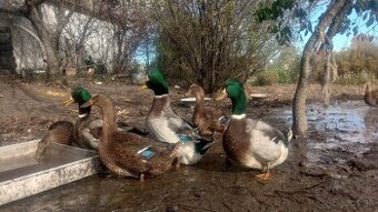 Predám Ruánske kačice