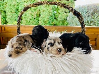 Krizenec australsky ovciak + zlaty retriver