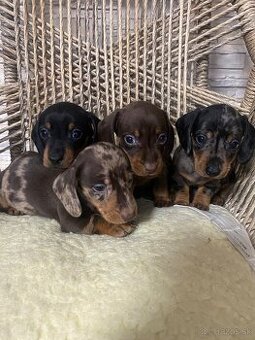 Krátkosrstý jazvecik