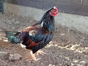 Indická bojovníčka.