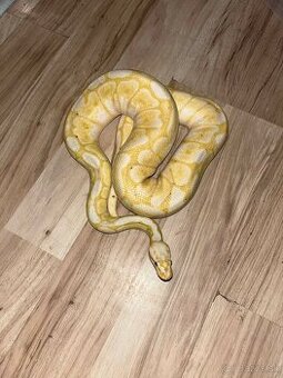 Python regius / Pytón kráľovský