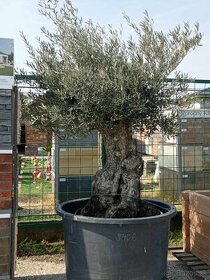 Maxi olivovník