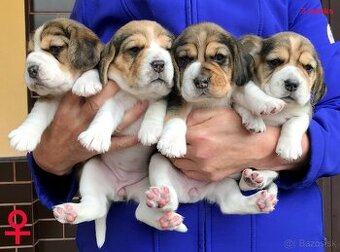 Bígel Beagle Bigl s PP FCI