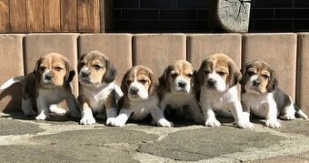 Bígel Beagle Bigl s PP FCI