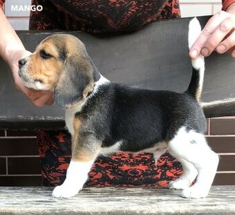 Bígel Beagle Bigl s PP FCI