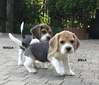 Bígel Beagle Bigl s PP FCI